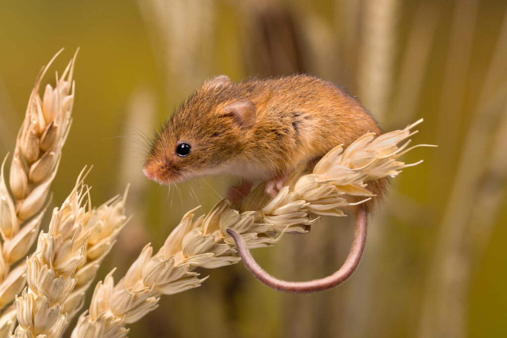 Micromys minutus or Harvest Mouse in wheat field