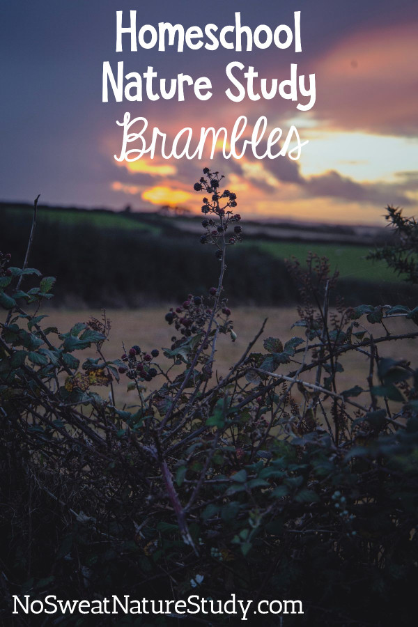 A Bramble Nature Study for the Entire Family