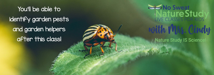 Potato beetle on a leaf