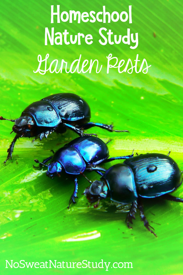 Beetles on green leaf