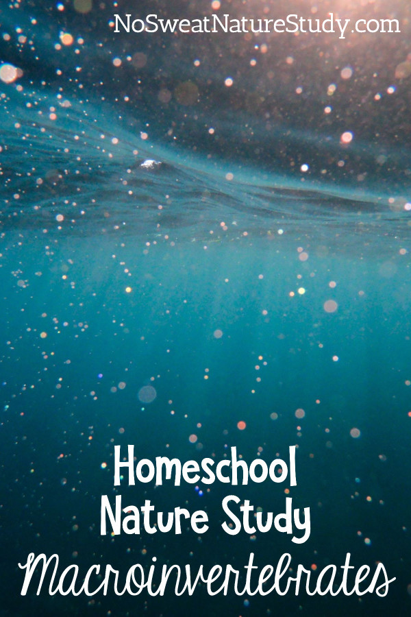 Macroinvertebrate Nature Study for Homeschoolers