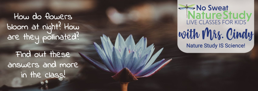 Night blooming flower in a pond