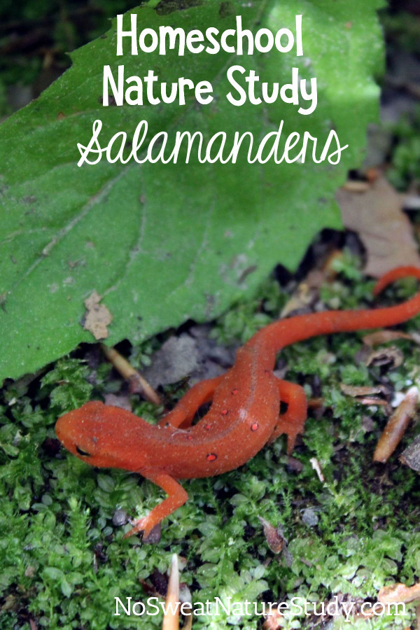 Red salamander near green leaf