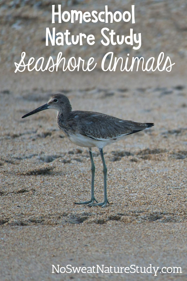 Bird on seashore