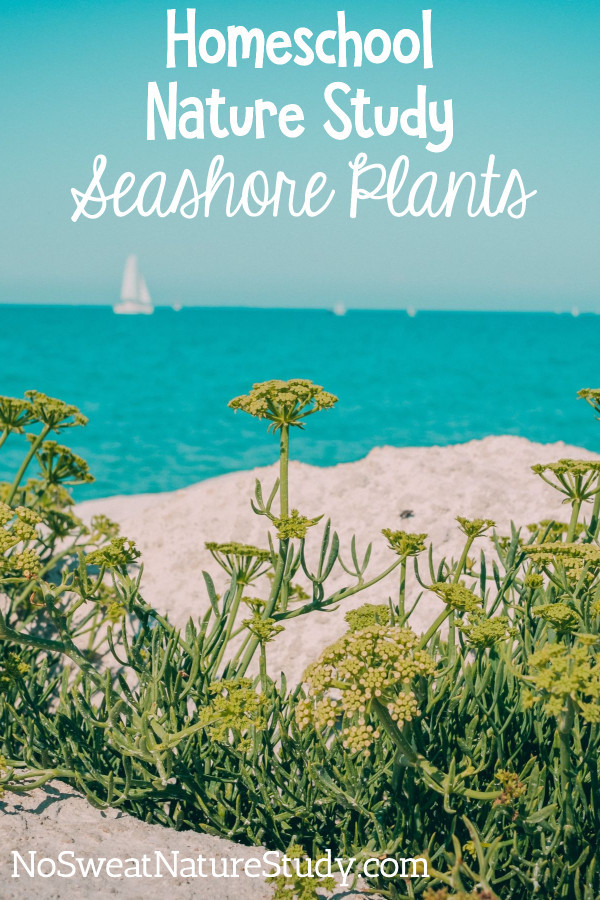 Seashore Plant Nature Study for Homeschooling Families