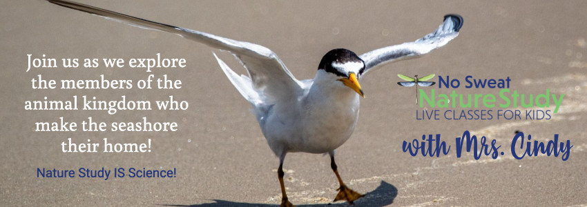 Seagull on the sand