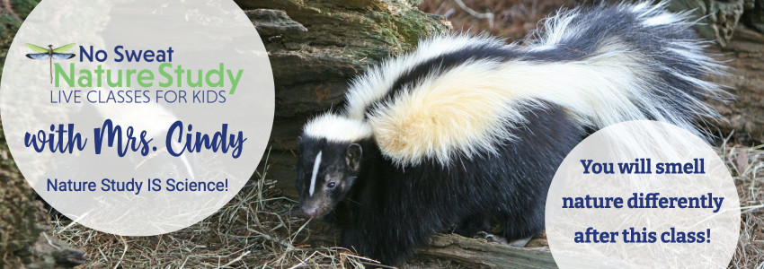 Skunk by a log