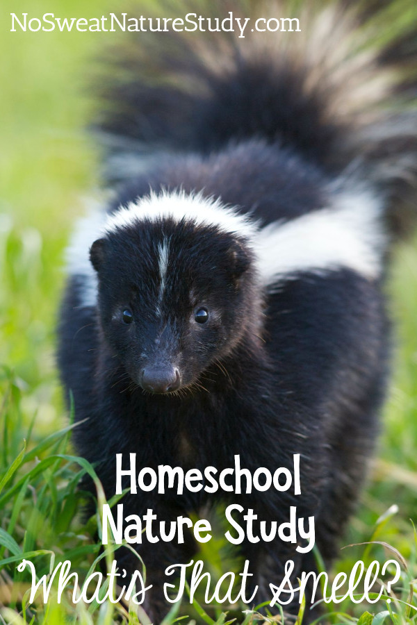 Skunk in grass