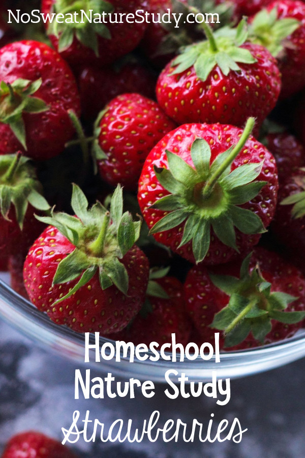 Bowl of ripe, red strawberries