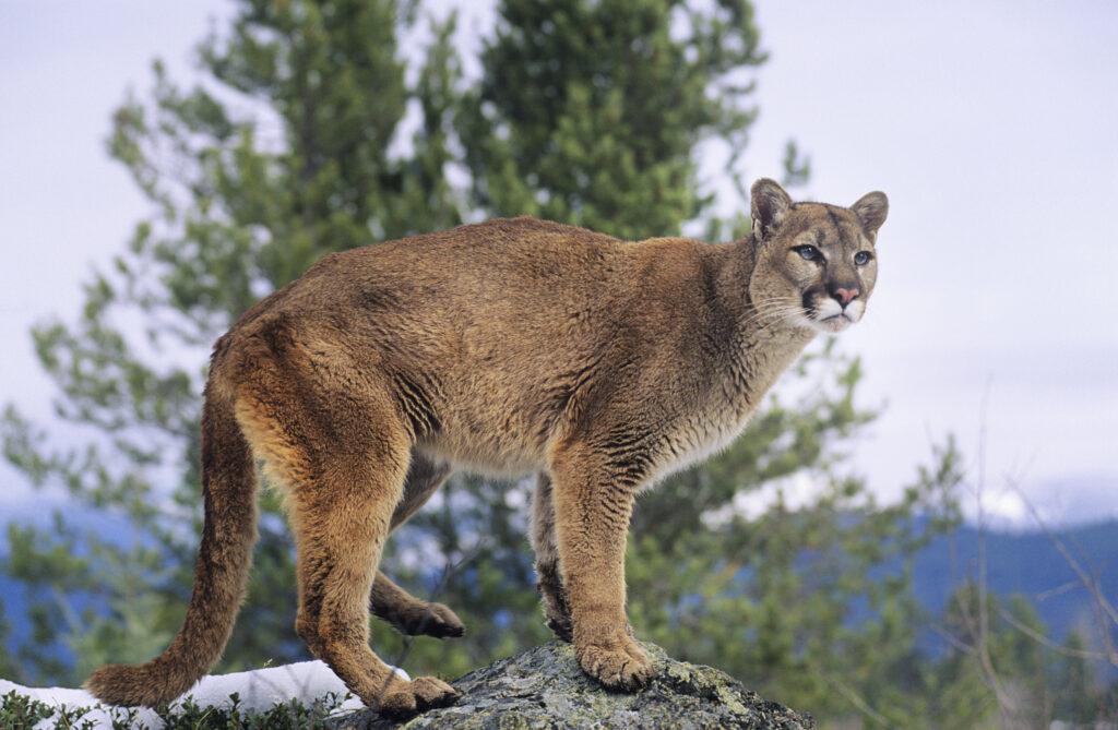 mountain lion on rock in woods