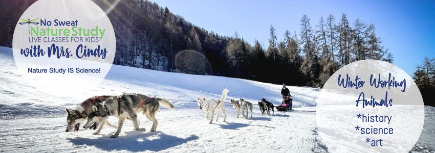 sled dogs