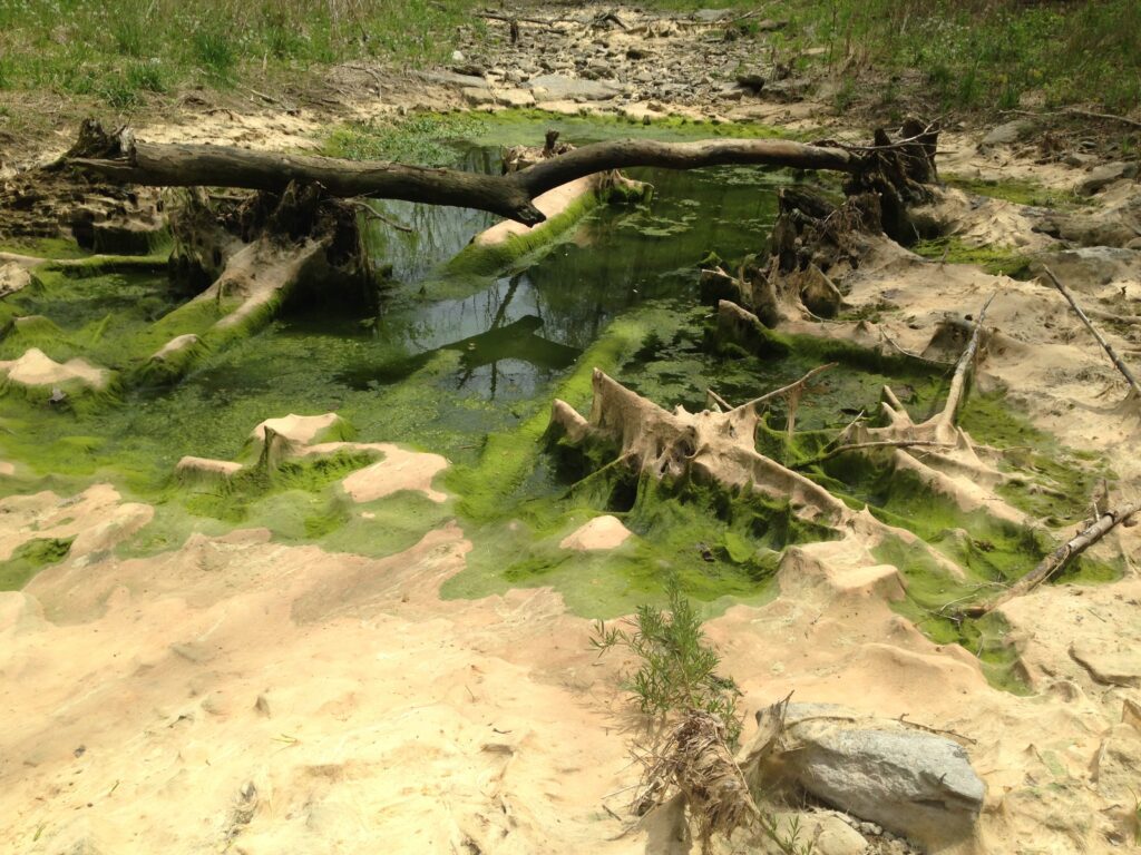 Green moss and dry sandy ground are side by side during this cycle of a vernal pool