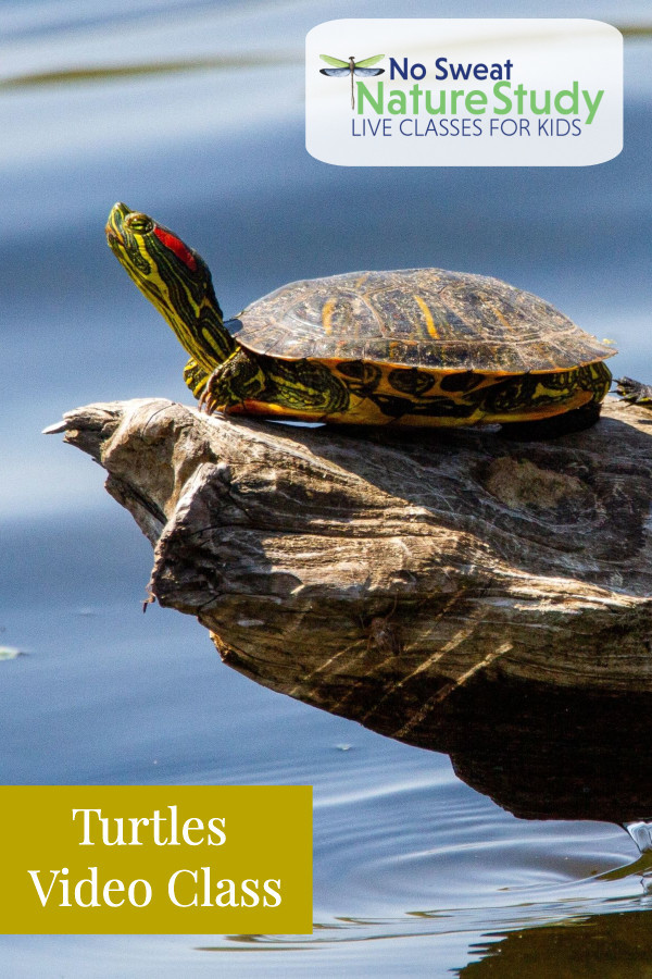Turtle sunning on a log in the pond