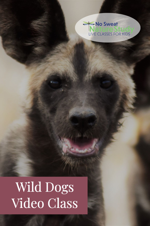 Face of a wild dog with mouth open