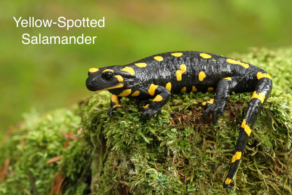 yellow-spotted salamander on mossy rock