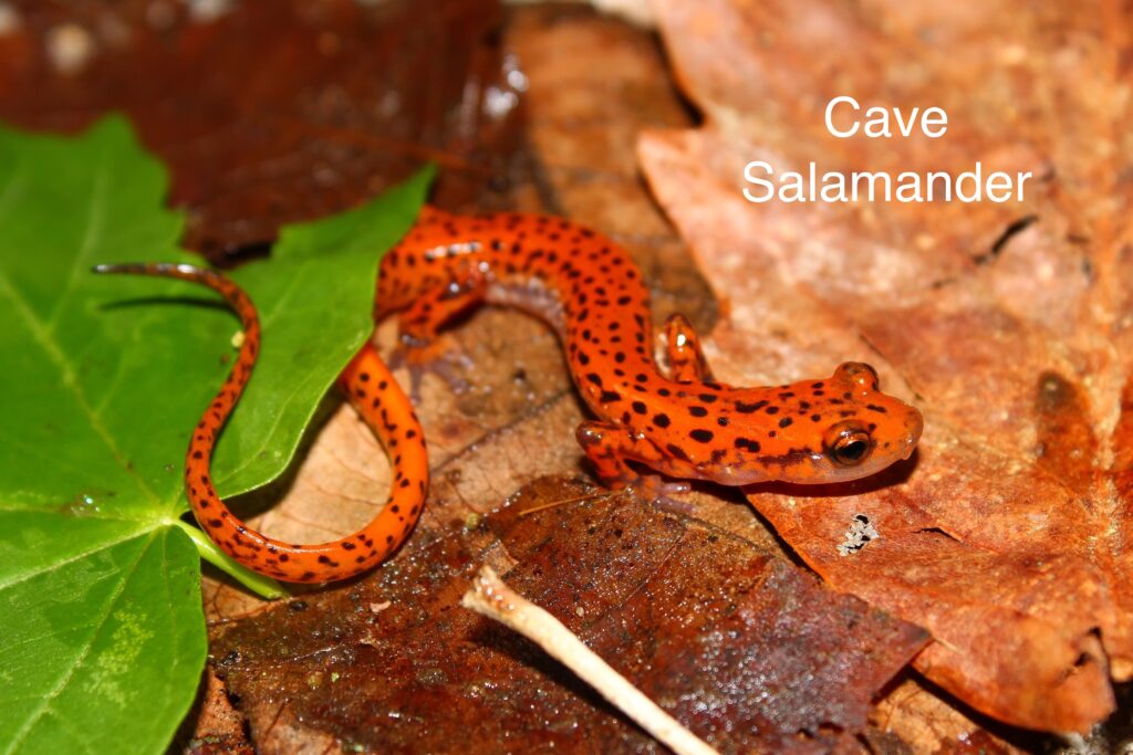 cave salamander on fallen leaves