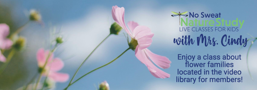 pink flowers reaching to sky