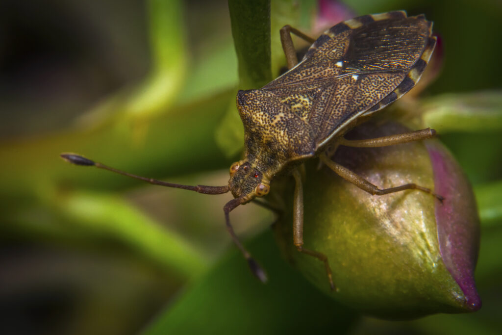 stinkbug on leaf