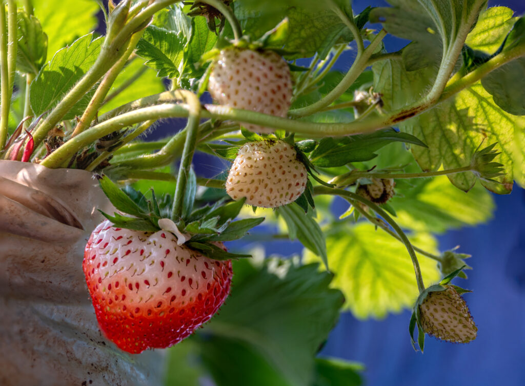 Fresh strawberries have not been collected from a strawberry plant