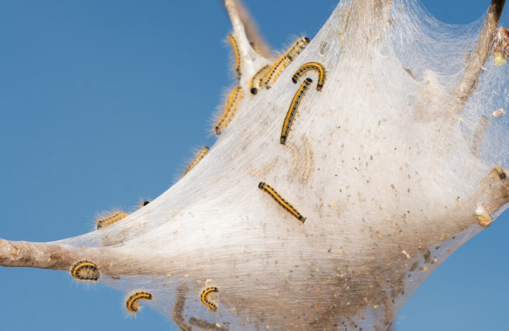 eastern Tent Caterpillars on their web in an apple tree in early spring with blue sky background