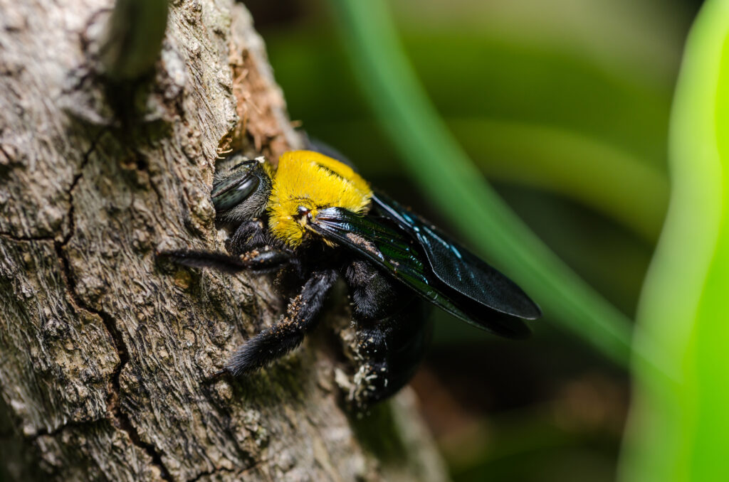 Carpenter bee drilling a hole in a tree