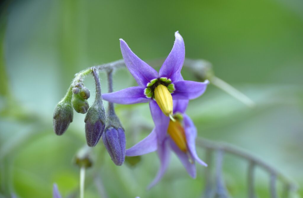 purple bittersweet nightshade flower blooming