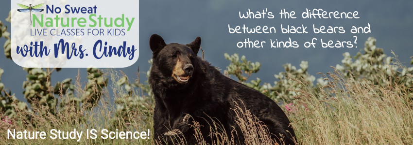 Black bear in a field with dark blue sky behind it. Advertising a class about black bears for kids.