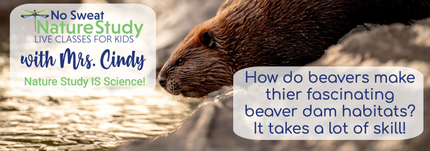 Brown beaver leaning down into the water. Advertising a video class about beavers.