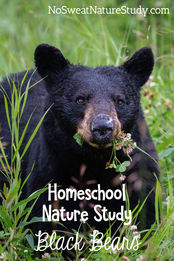 Black bear in field full of grass with clover in his mouth. Advertising a nature study about black bears for kids.