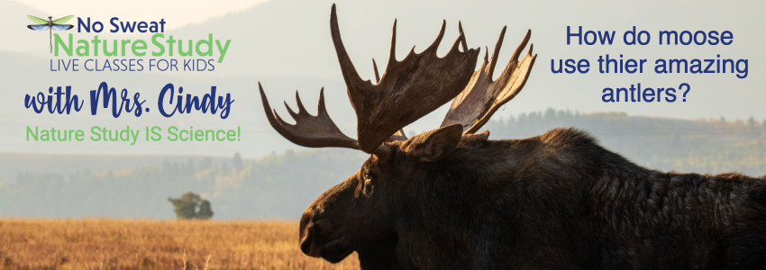 Mature moose with large antlers looks out over a golden prairie with gray mountains in the background.