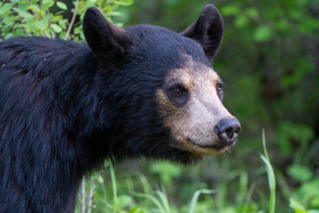 Black bear with brown face amidst green grass.