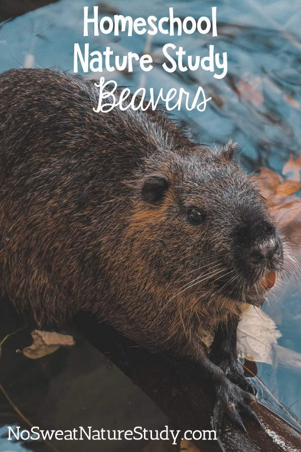 beaver balancing on a log in the middle of a pond