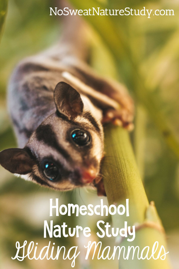 a sugar glider with large black eyes climbing down a stalk