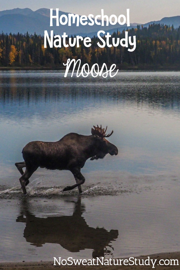 a moose runs through water at the edge of a late with trees and mountains in the background