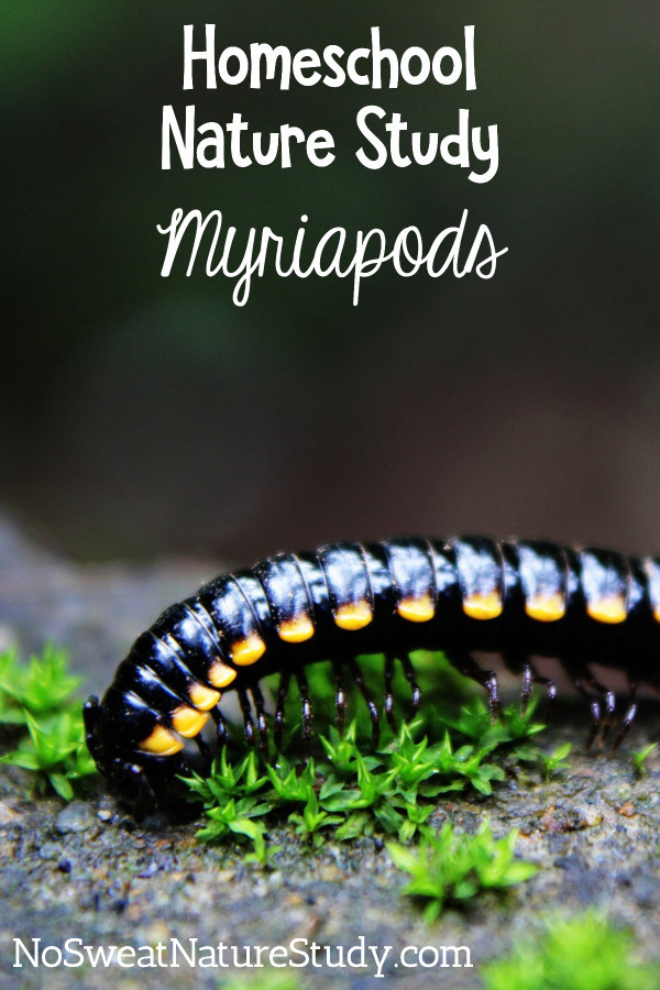 Myriapod Nature Study for Homeschoolers