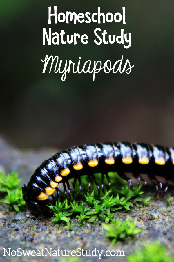 black and yellow millipede myriapod crawls across a stone with small green growth