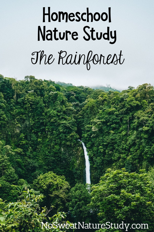 Why Is the Amazon Rainforest So Noisy?