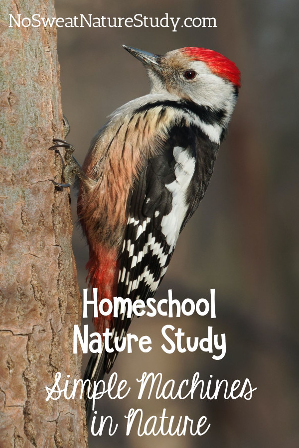Simple Machine Nature Study for Homeschoolers