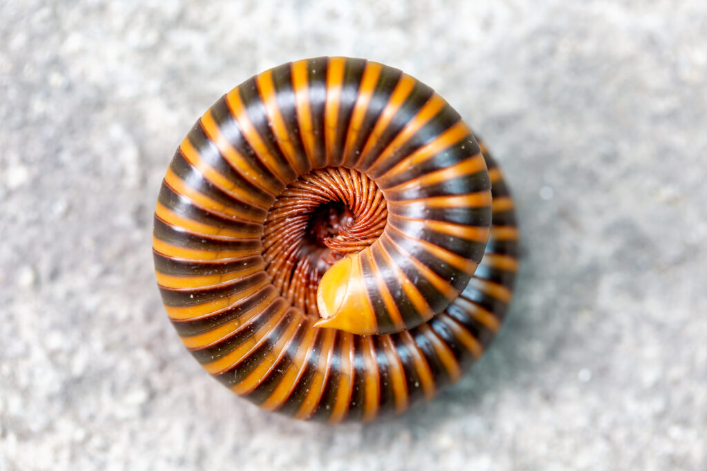 a coiled millipede on the sidewalk