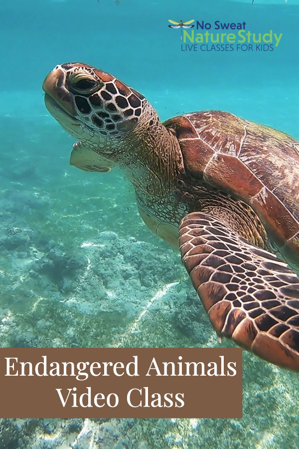 Brown spotted sea turtle floats in turquoise ocean water.