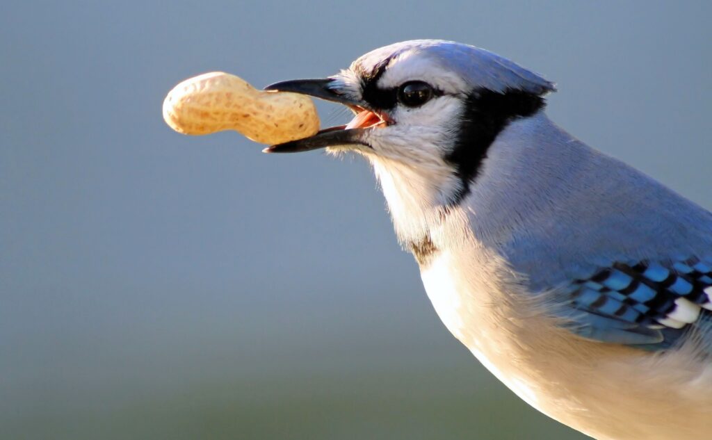 blue jay with peanut in its beak