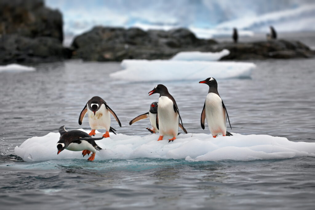 four penguins on floating ice in the ocean