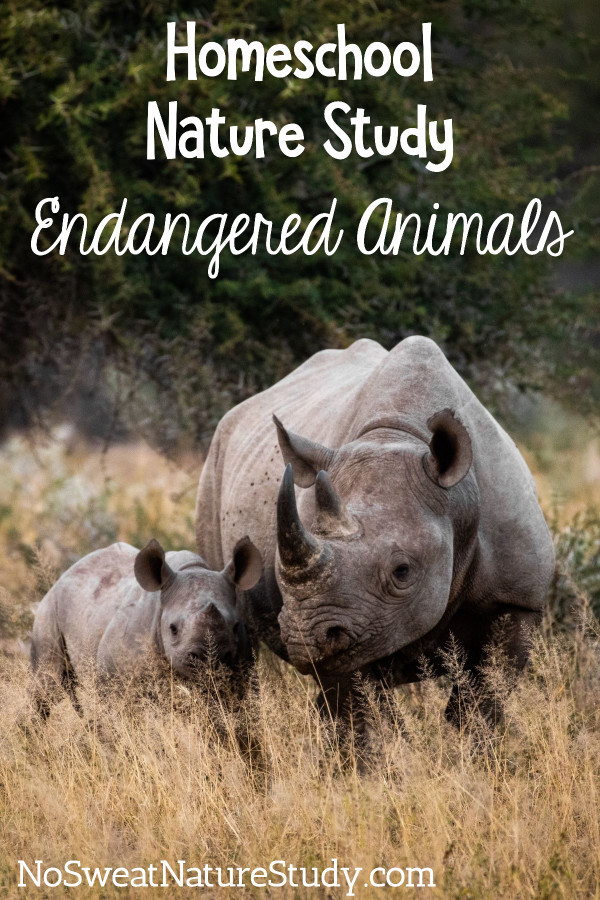 Endangered Animals Nature Study for Kids