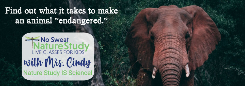 Elephant with white tusks stands in front of dark green trees. This image is for an advertisement for a class about endangered animals.