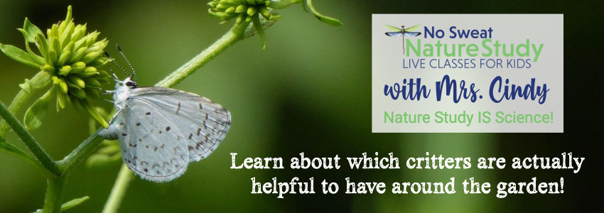 A white butterfly sitting on a green plant. This image is for an advertisement for a class about garden helpers.