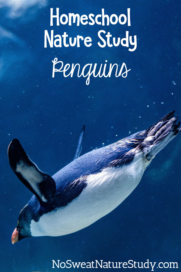 penguin swimming in water