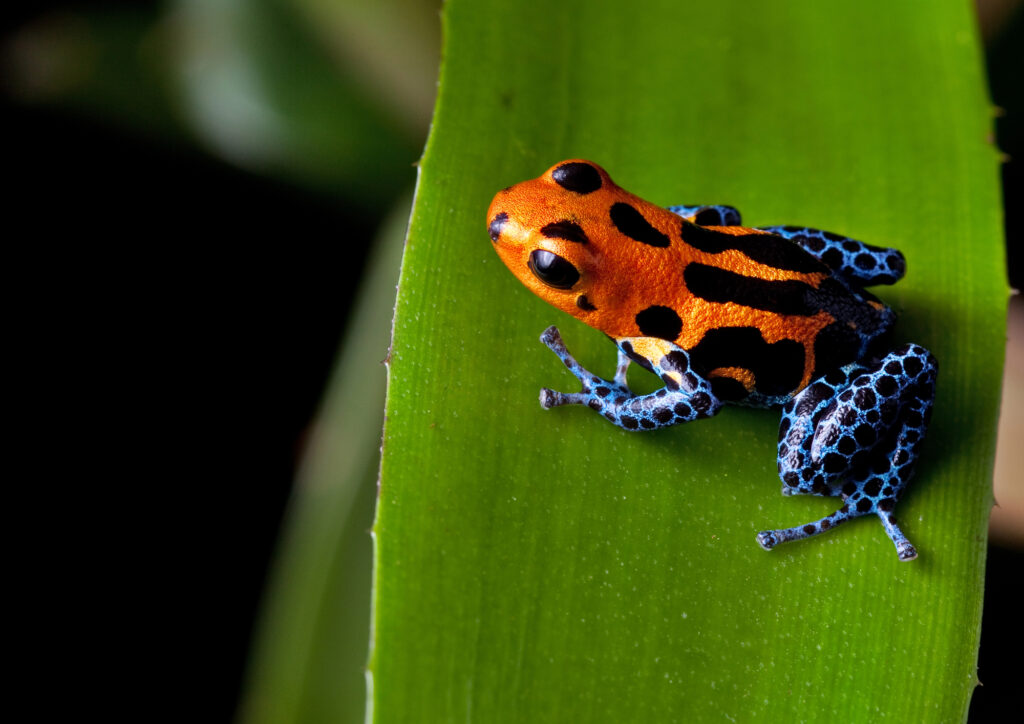 orange, blue, black tree frog on a green leaf