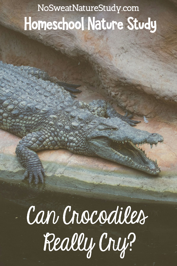 Crocodile with his mouth open lounging. Image is for a podcast about alligators and crocodiles.