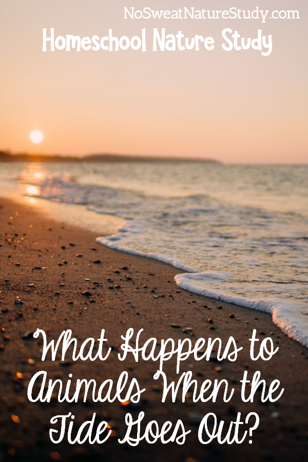 Ocean lapping the beach with a sunset in the background. Image is for a podcast blog post about ocean tides.