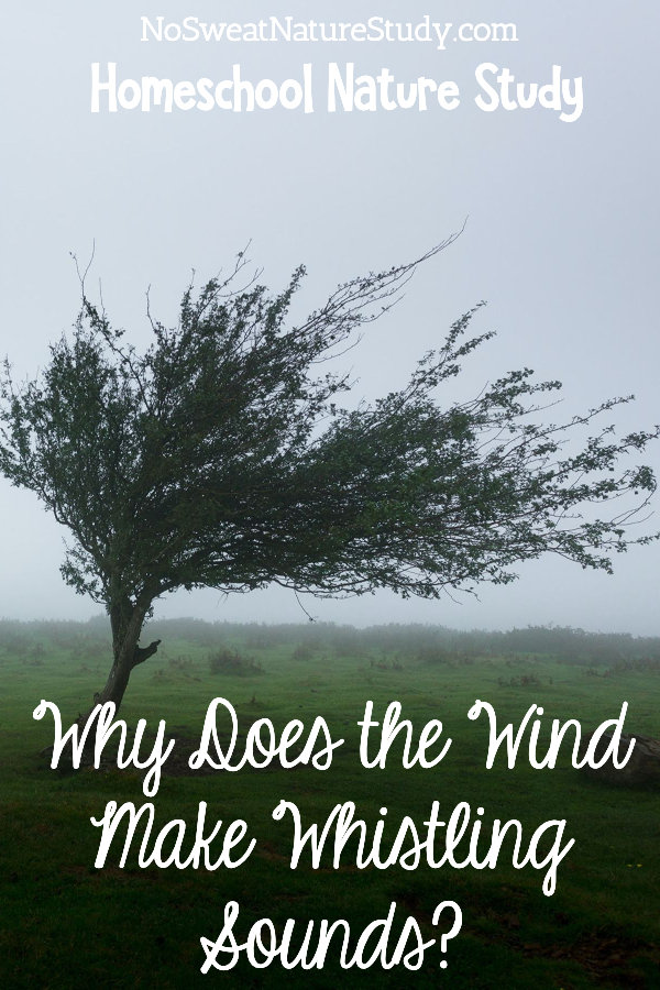 Wind blowing a tree with a cloudy sky in the background. For a podcast episode about wind.